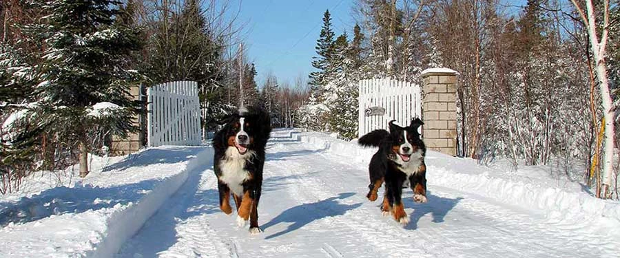 Moritz and Senta guarding our driveway Cape Bernese - The Bernese Mountain Dog Kennel at Cape Breton, Nova Scotia, Canada